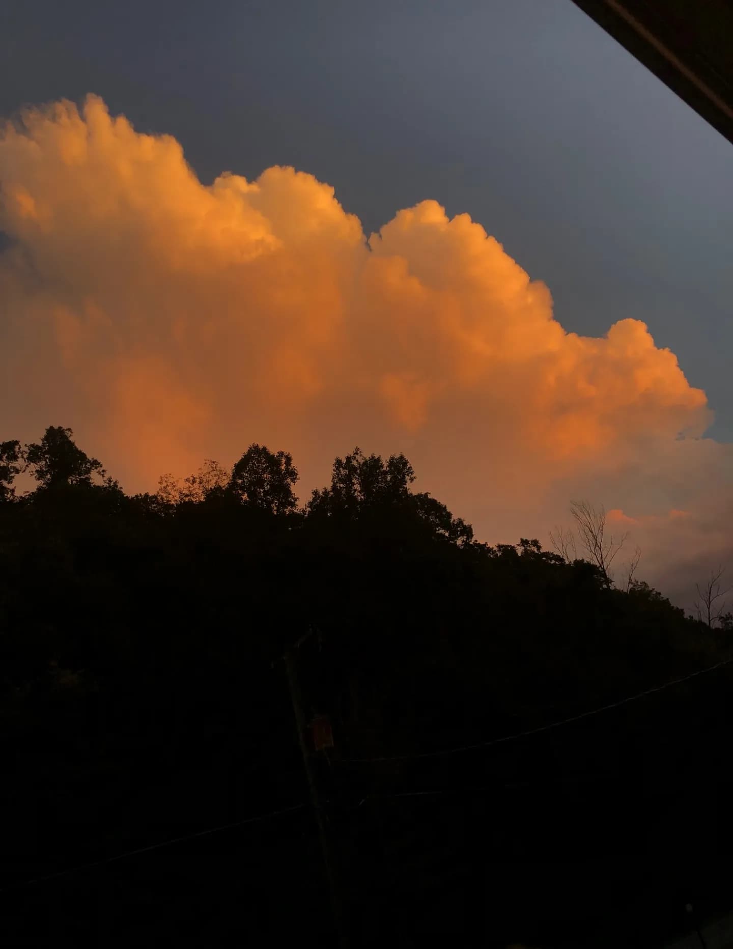 WildWoodSkies image