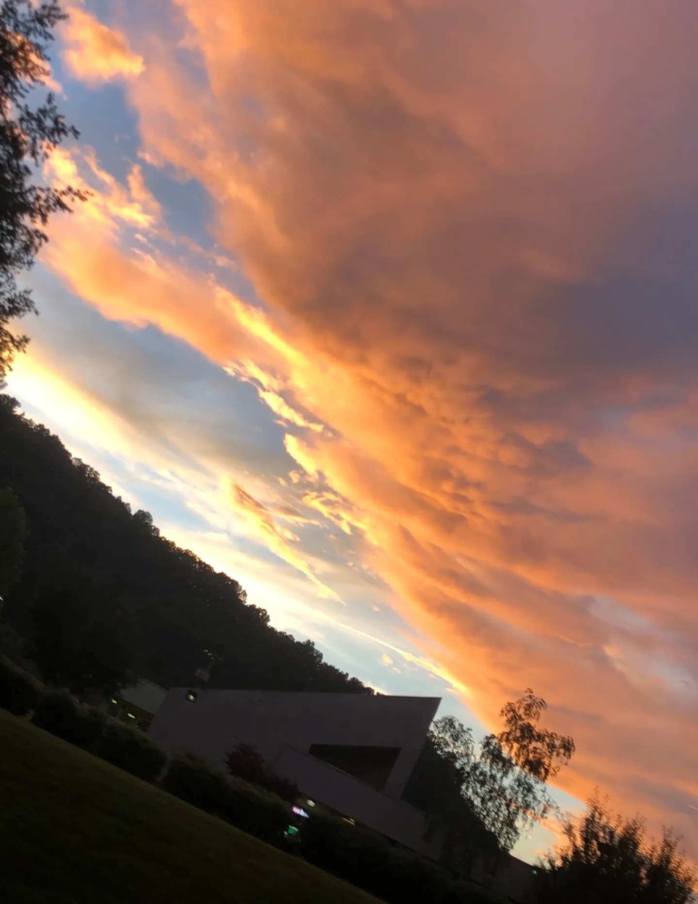 WildWoodSkies image