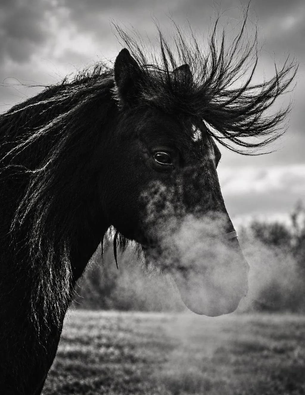 Nikki Hickey image