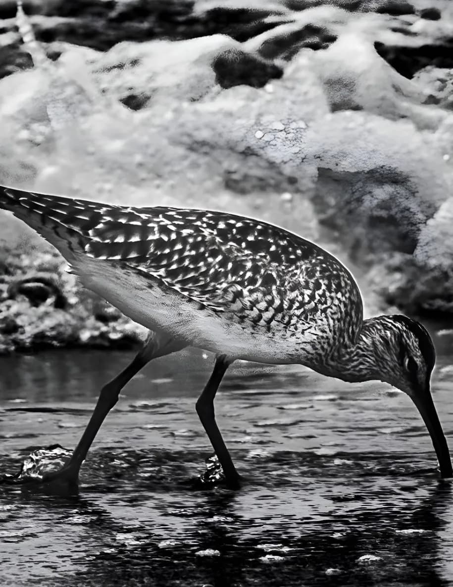 Joegomezphotograpy image