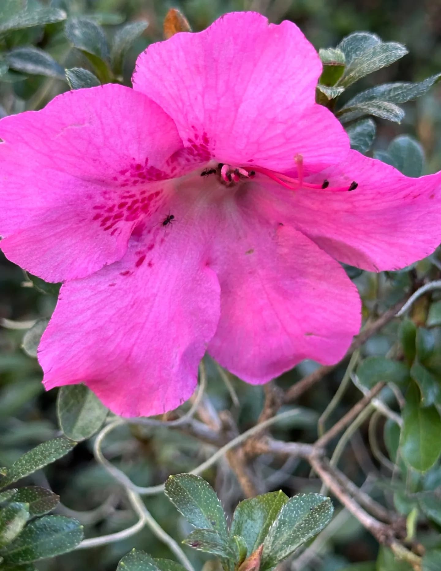 Sheila  image