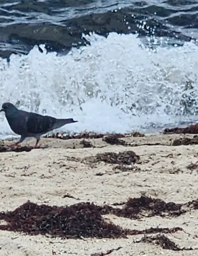 ParrotLady image