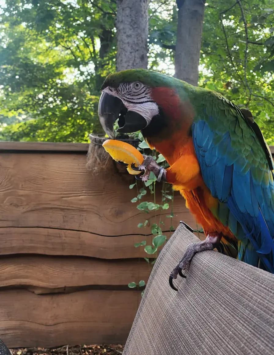 ParrotLady image