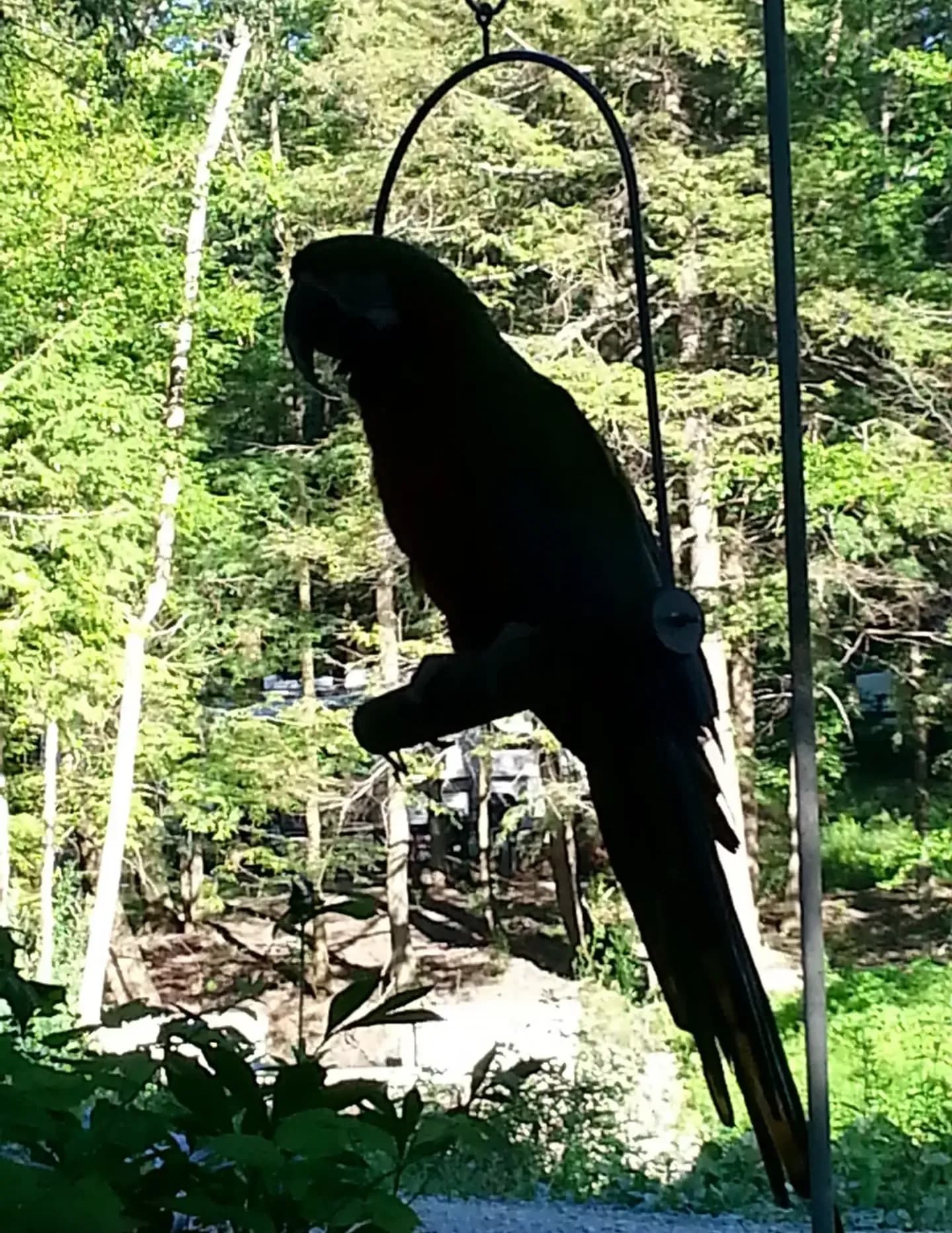ParrotLady image