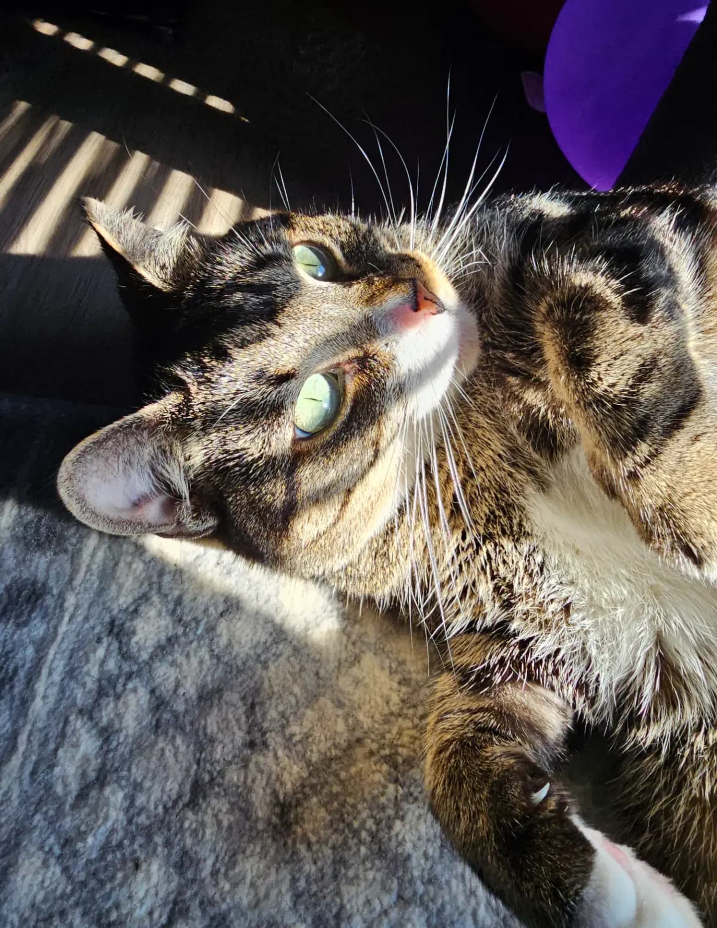 Tiger image