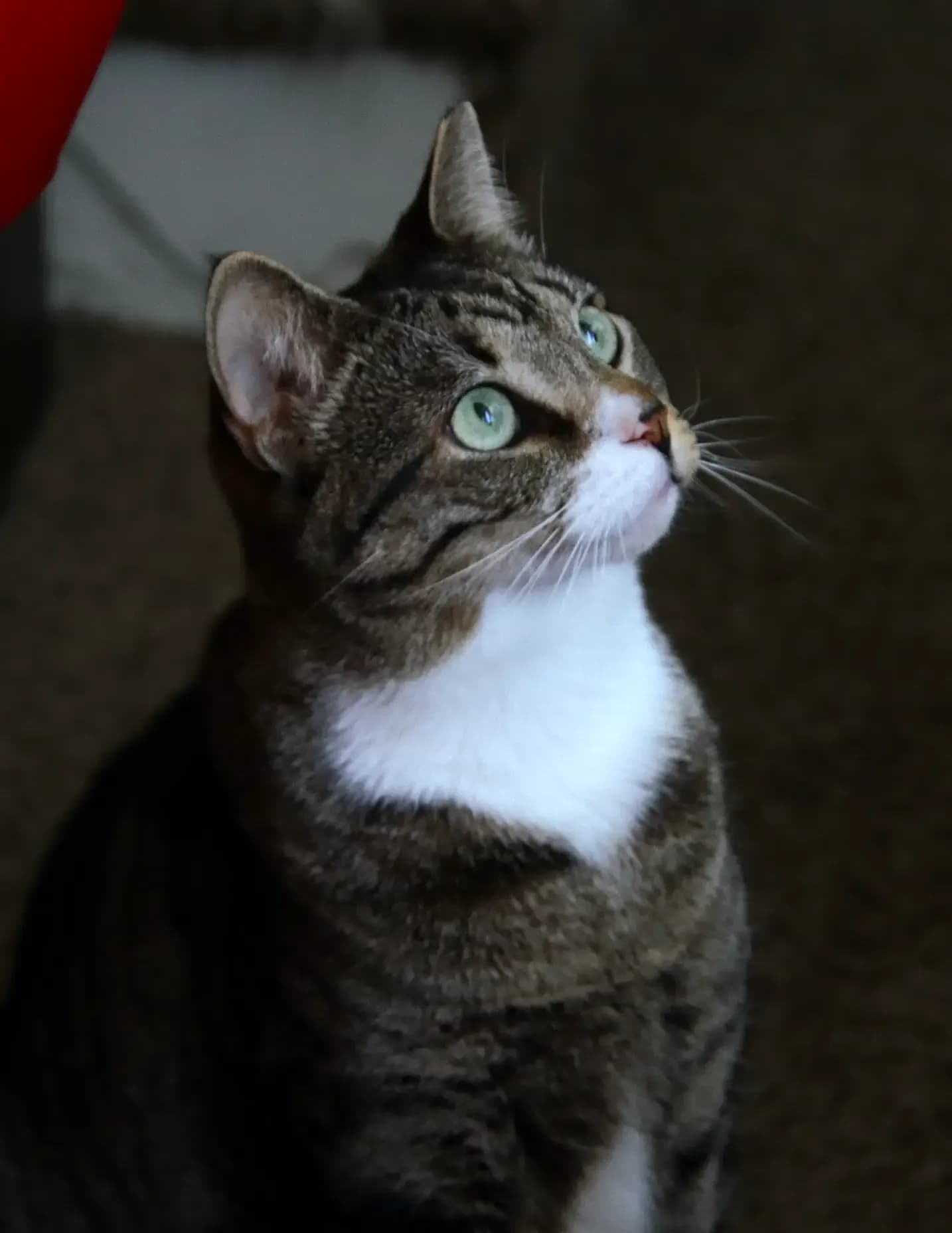 Tiger image