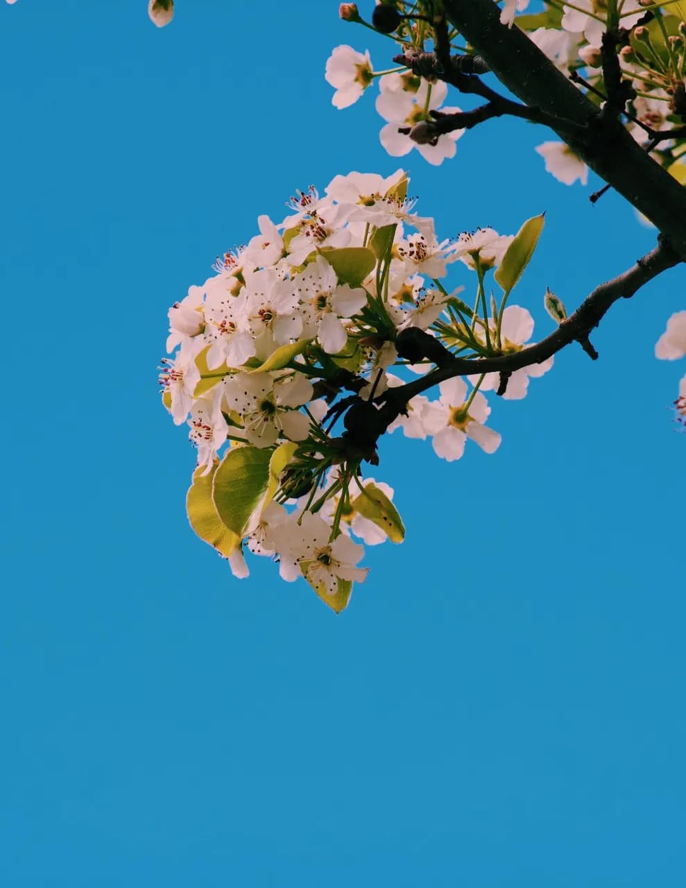 Chloebenacquista image