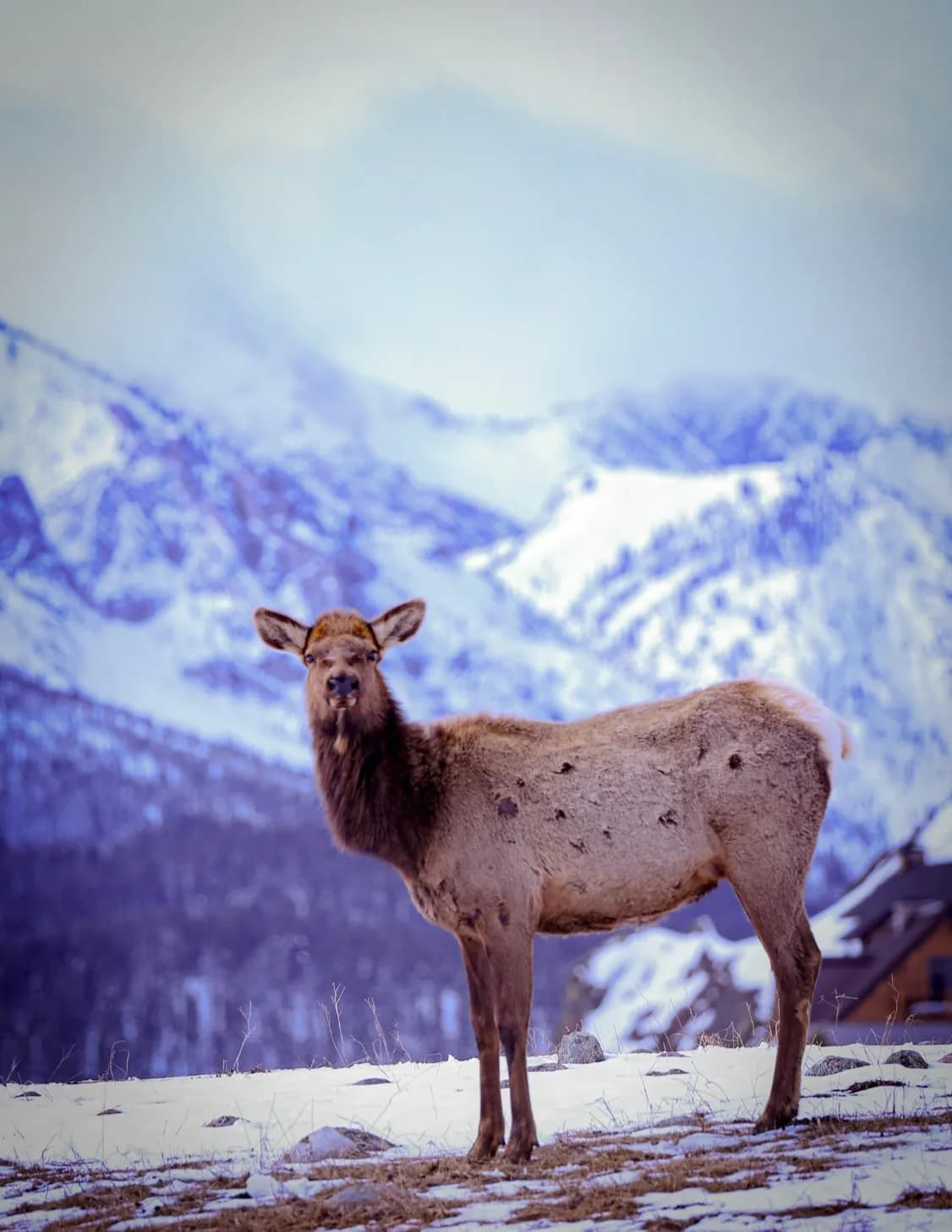 Taylor inville image