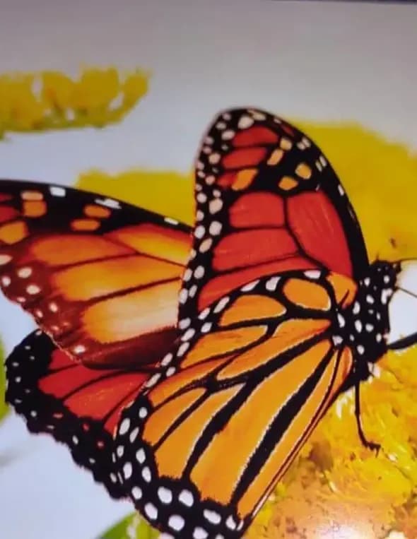 Wild and Free!!!! image