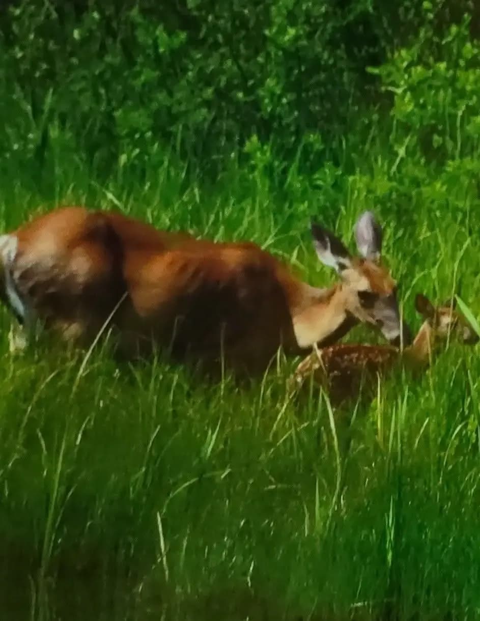 Wild and Free!!!! image