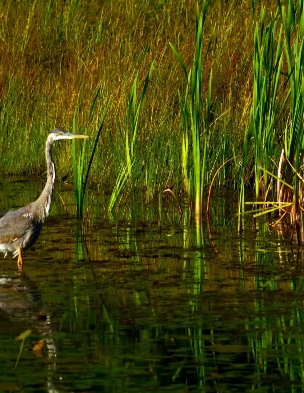 Wild and Free!!!! image