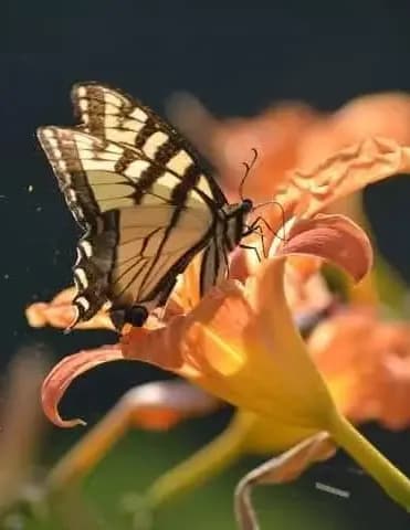 Wild and Free!!!! image