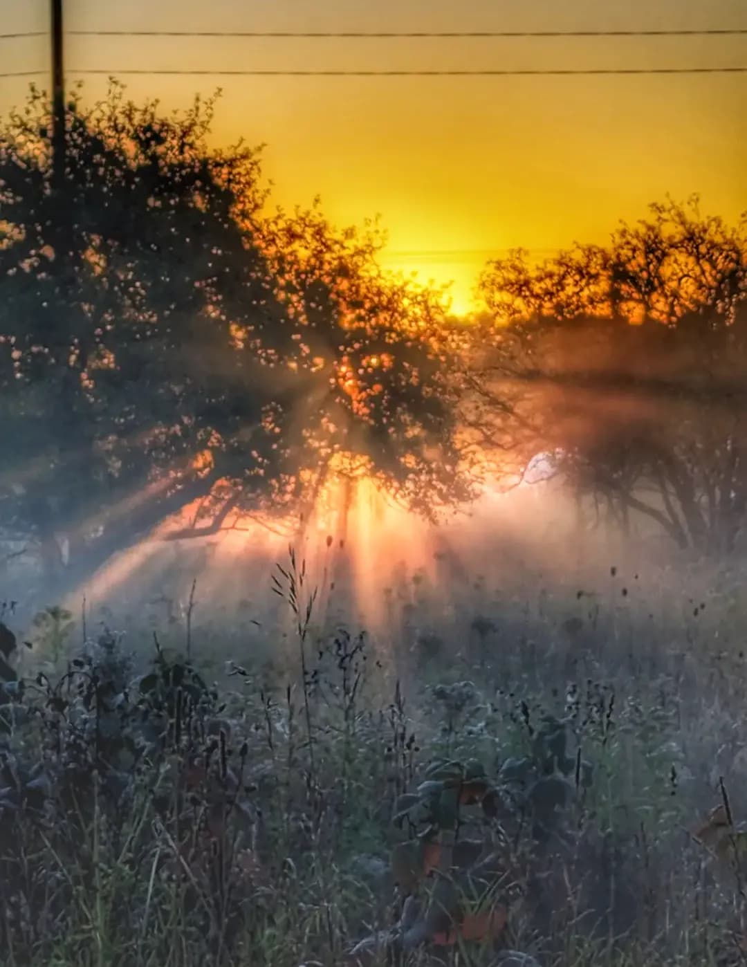 Susan Brauer image