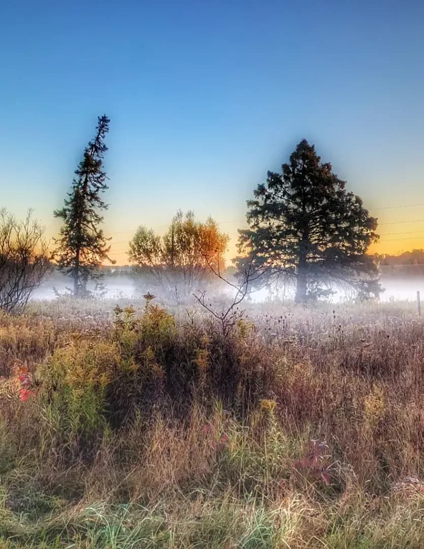 Susan Brauer image