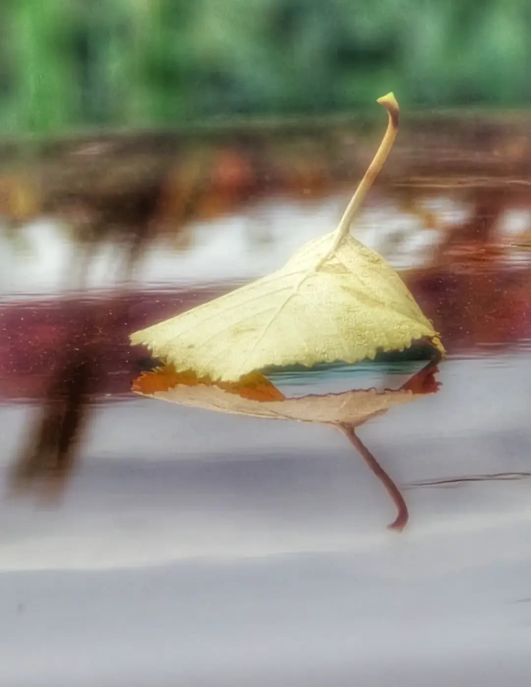 Susan Brauer image