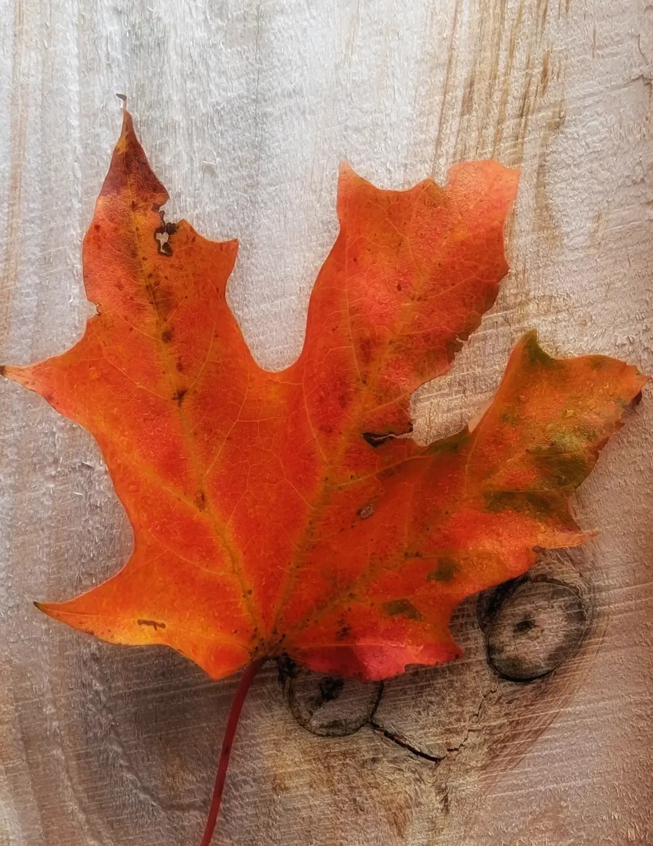Susan Brauer image