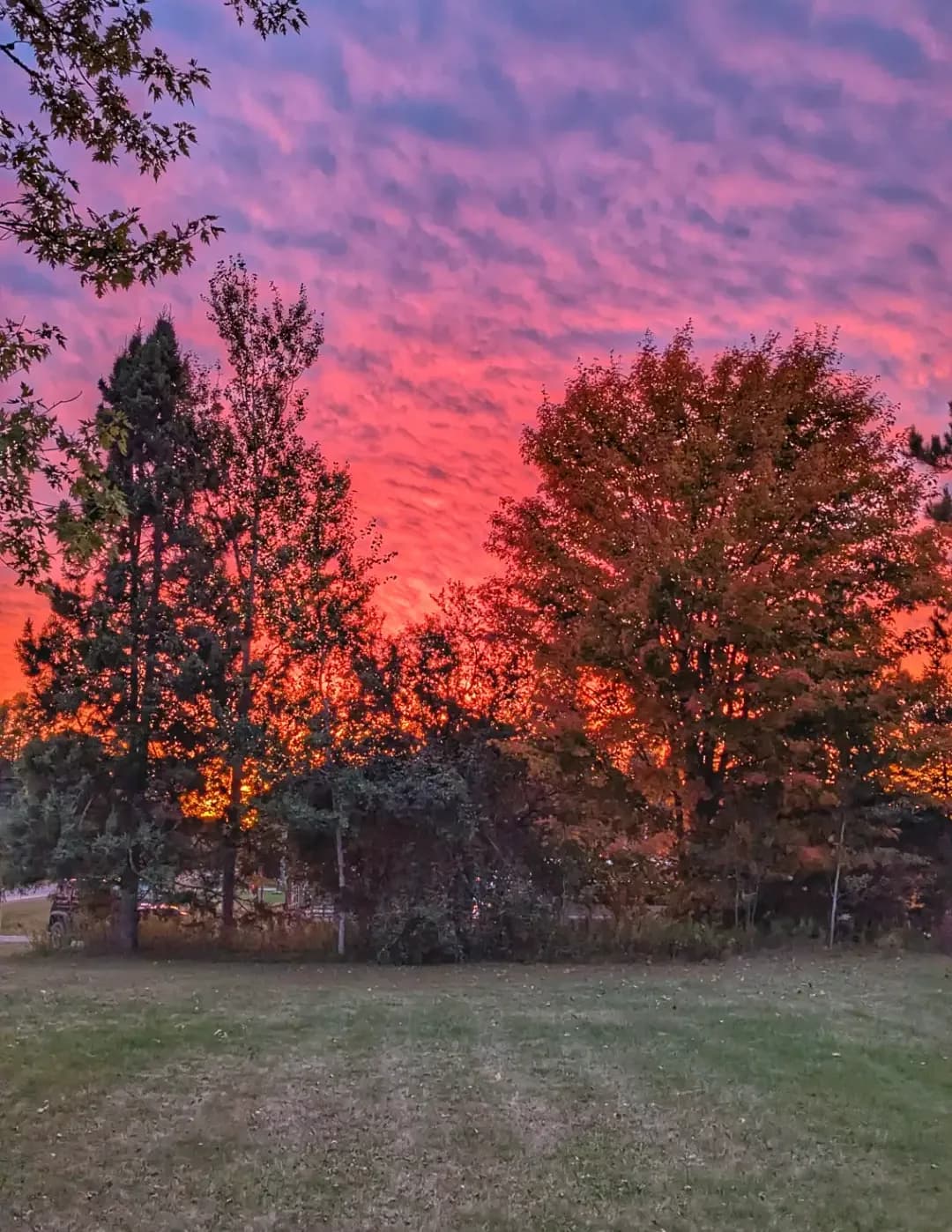 Susan Brauer image