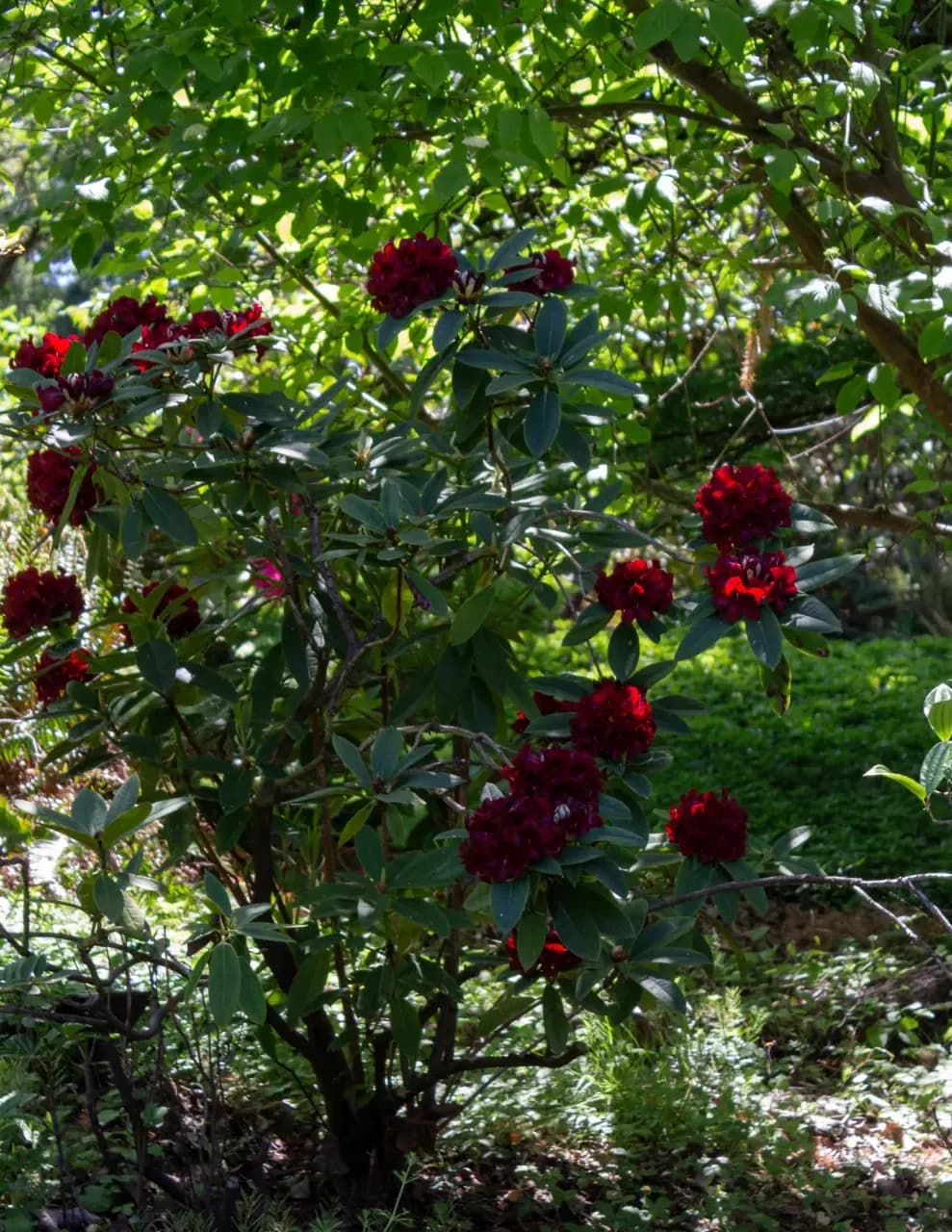 R. Harris Photography image