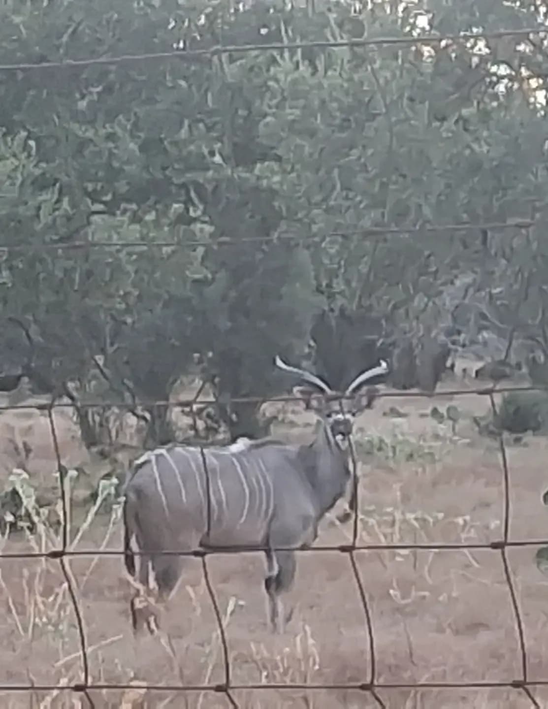 J image