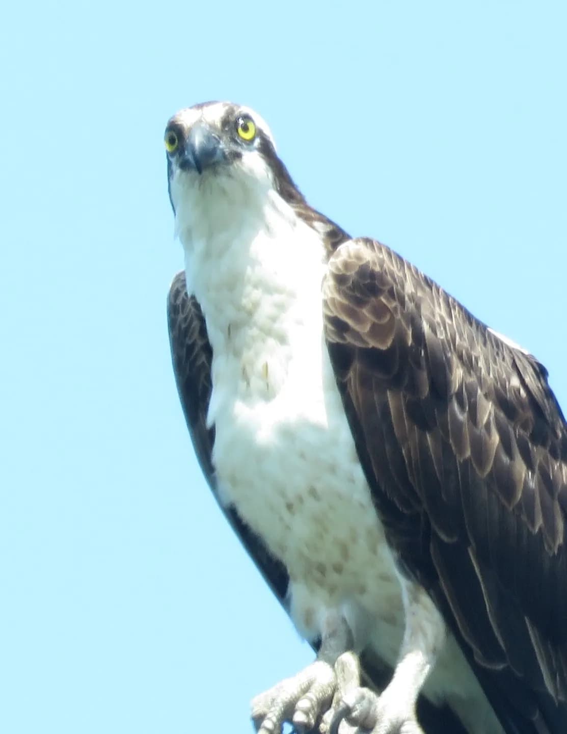 lwolbert64 image