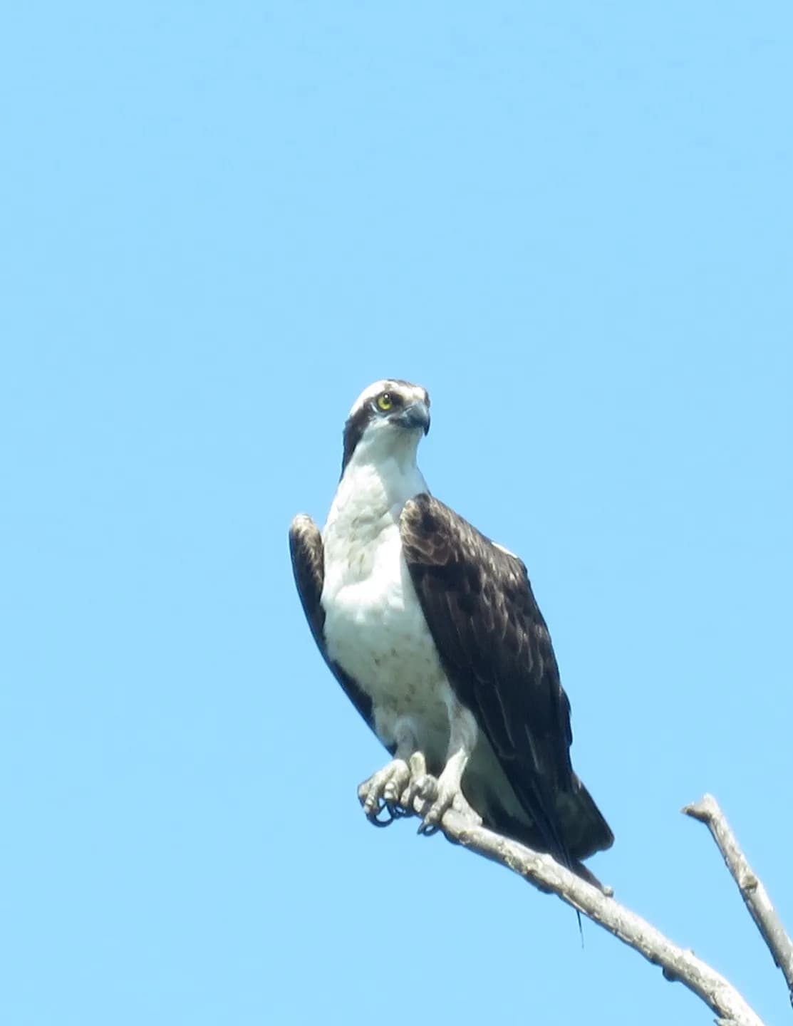 lwolbert64 image