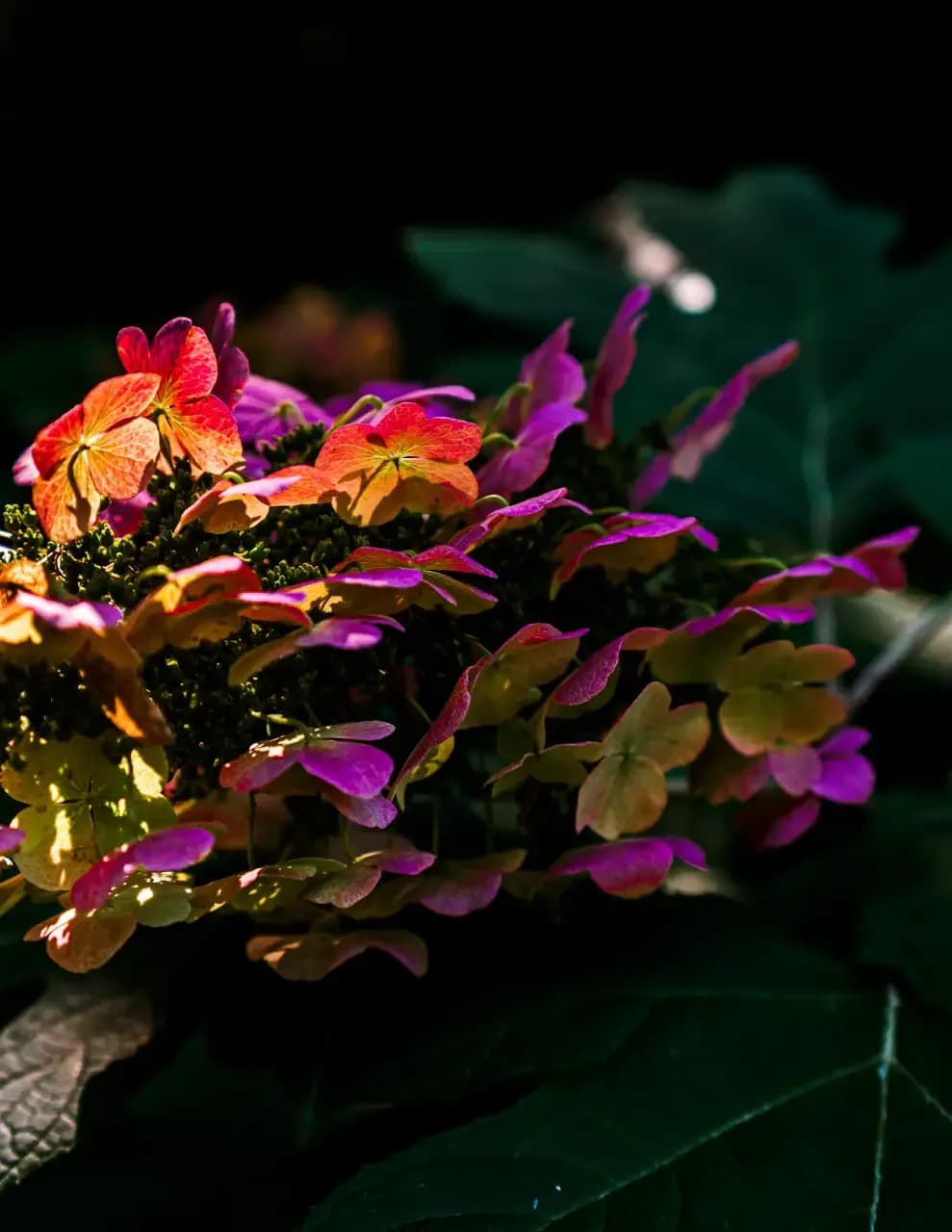 CaliAlex image