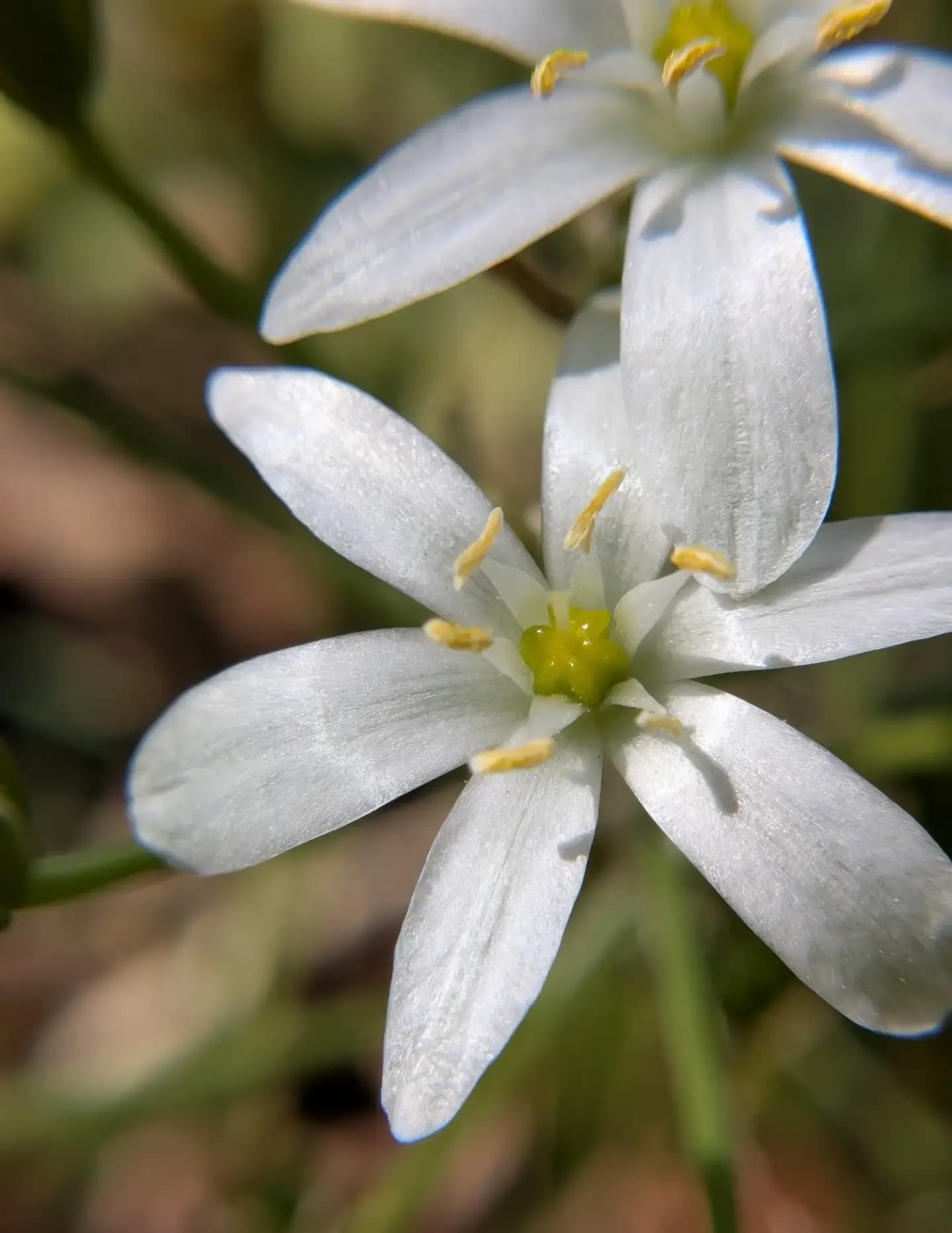 Adah Broaddus image