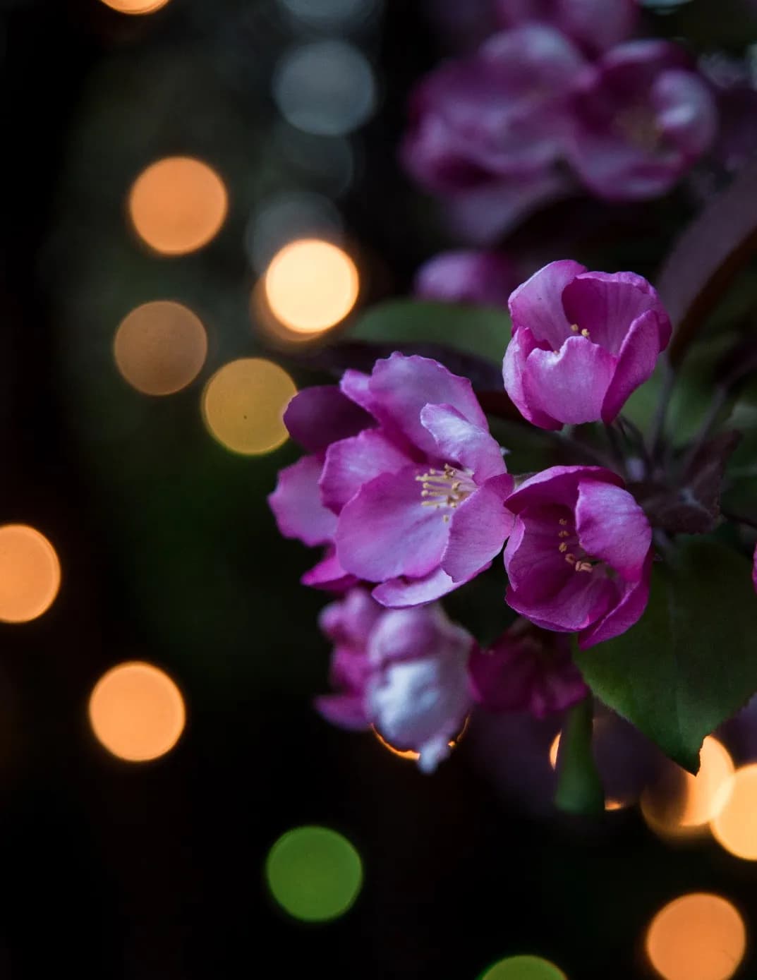 Afterglow Photography image
