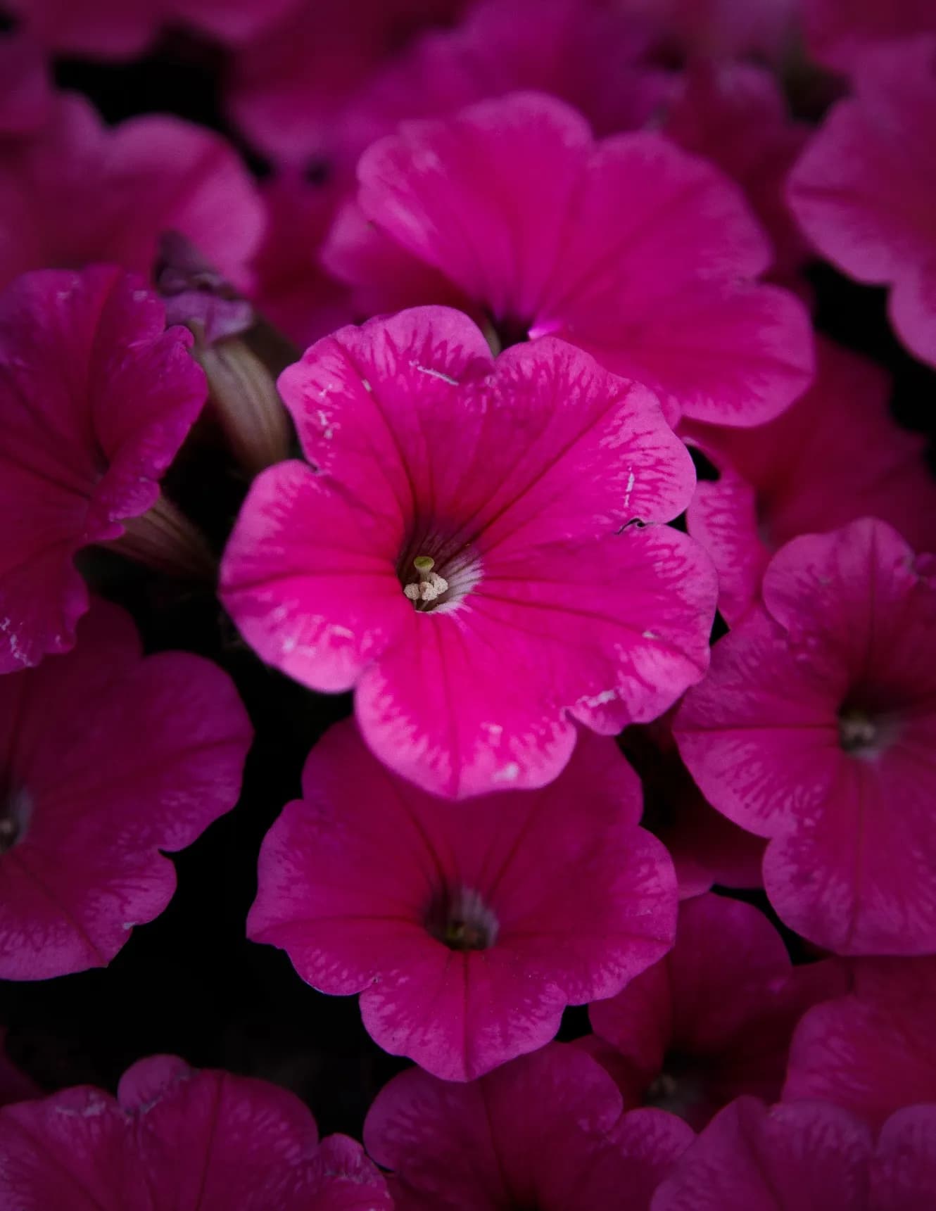 Afterglow Photography image