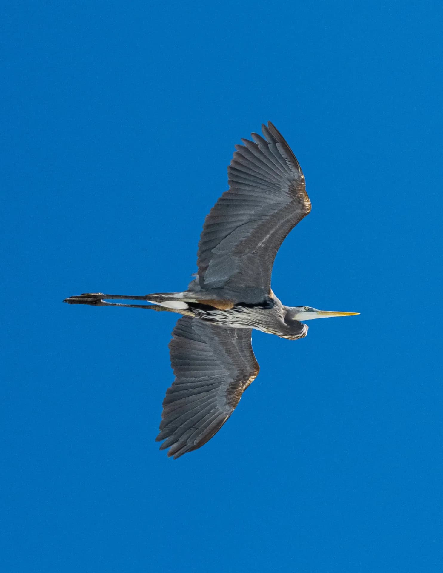 Vaughn Schlieff image