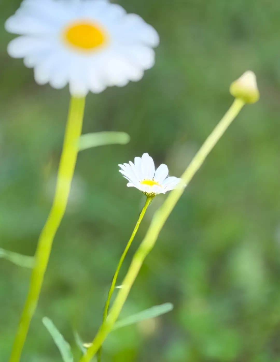 LisaV_Photography image