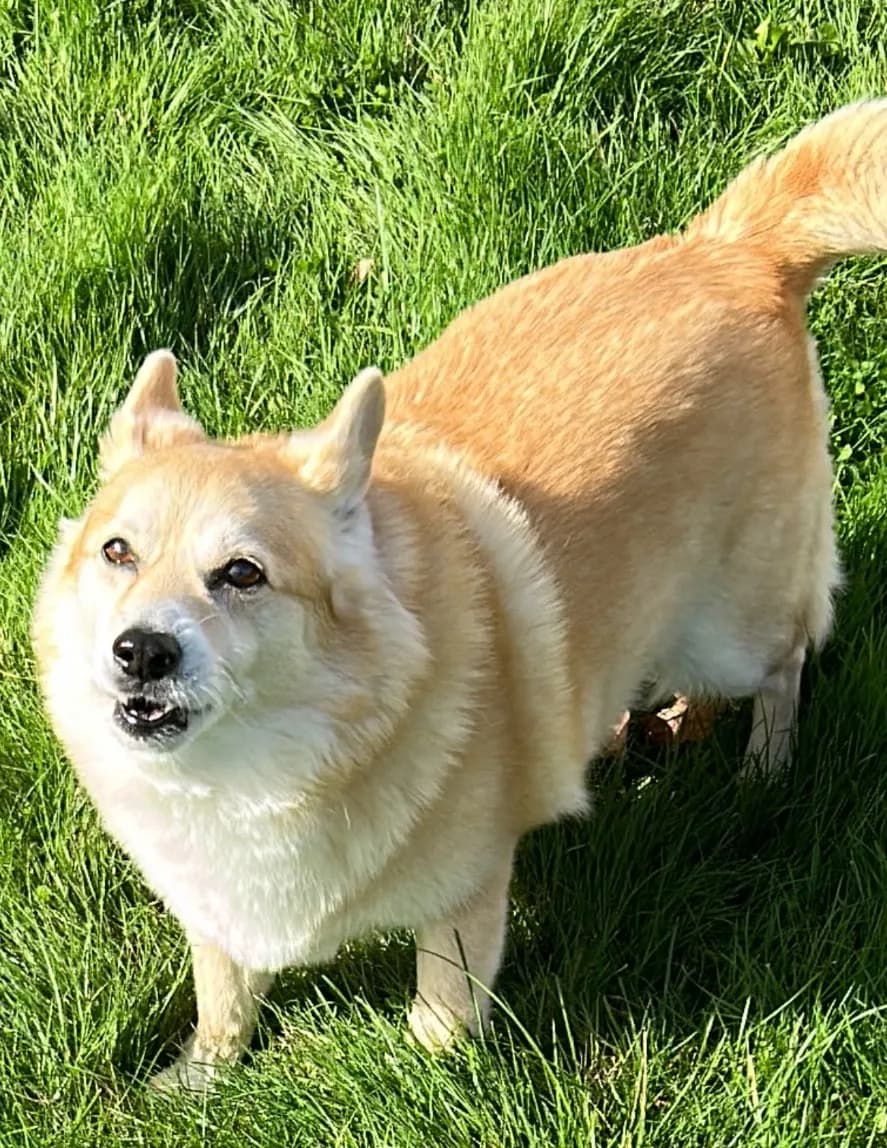 Tom Johannis image