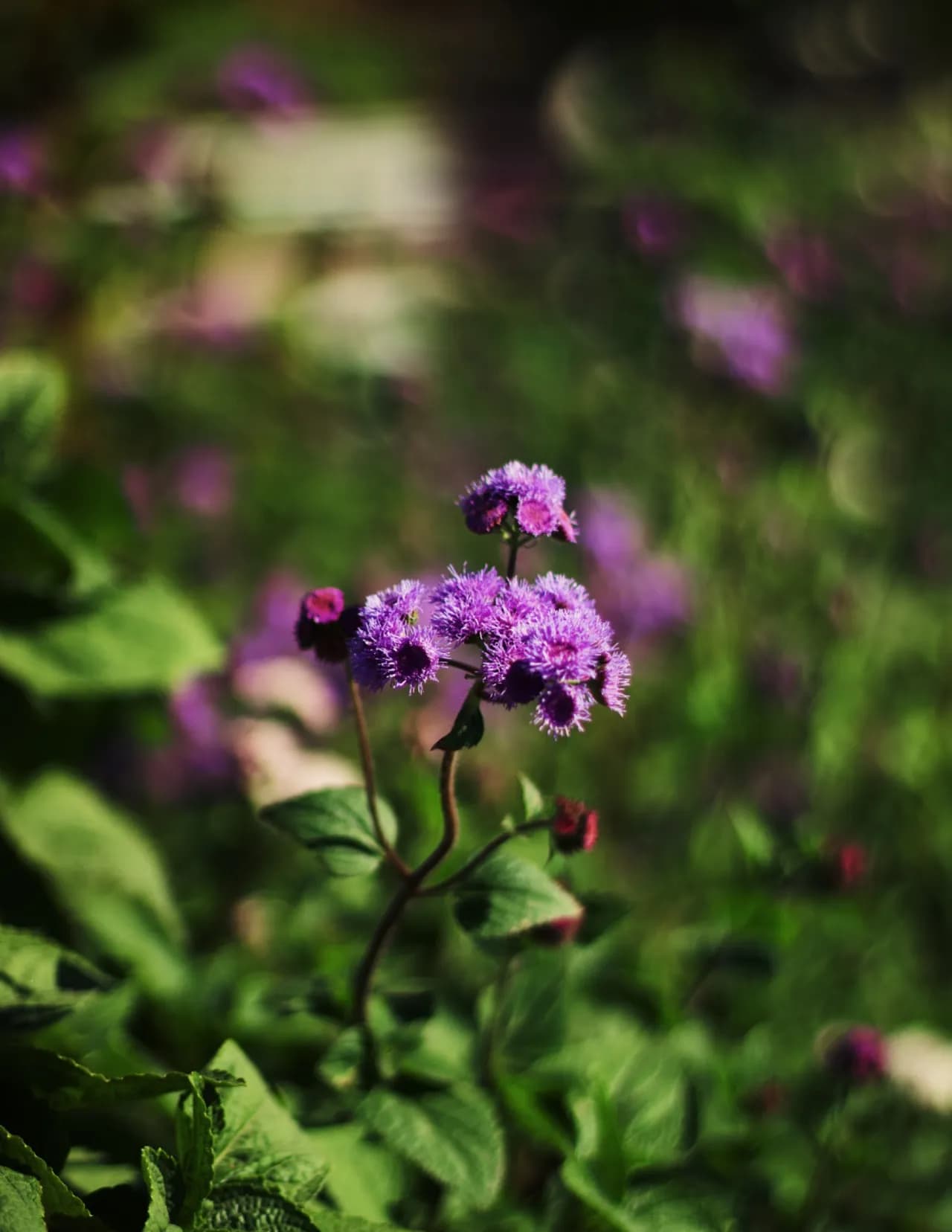 Evergreen.Stills image