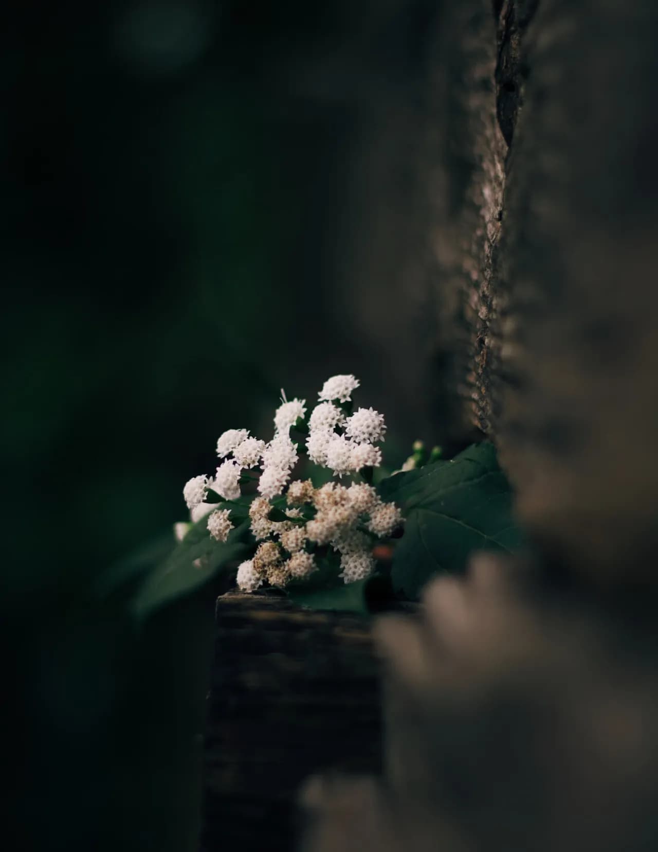 Evergreen.Stills image