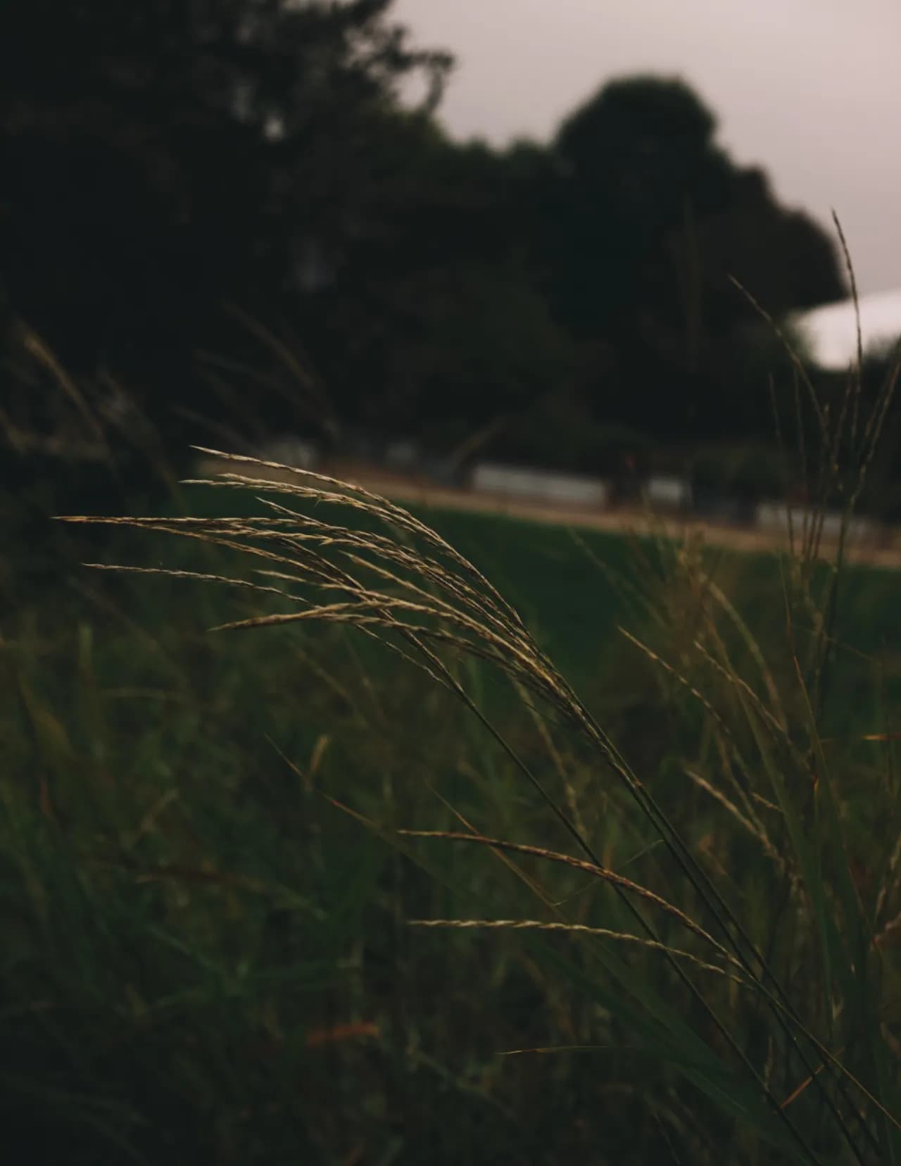 Evergreen.Stills image