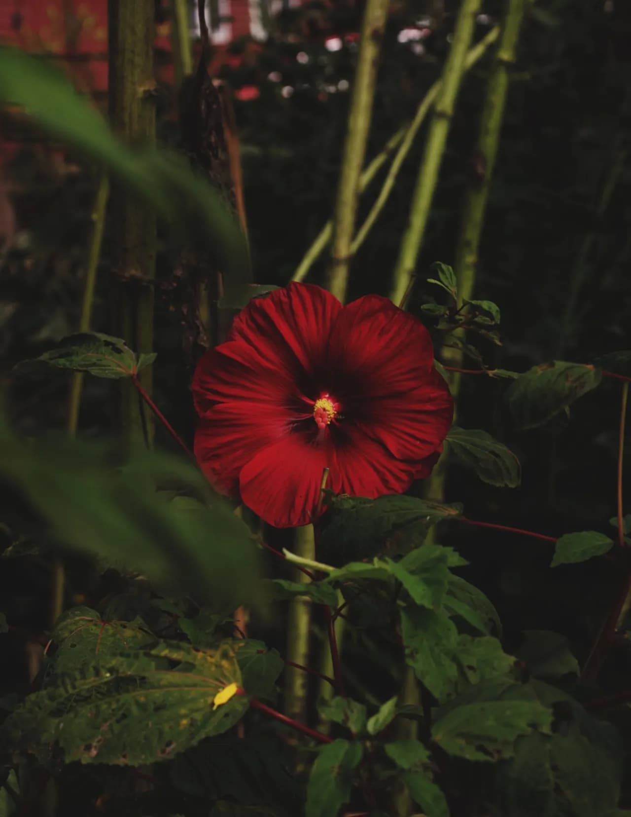 Evergreen.Stills image
