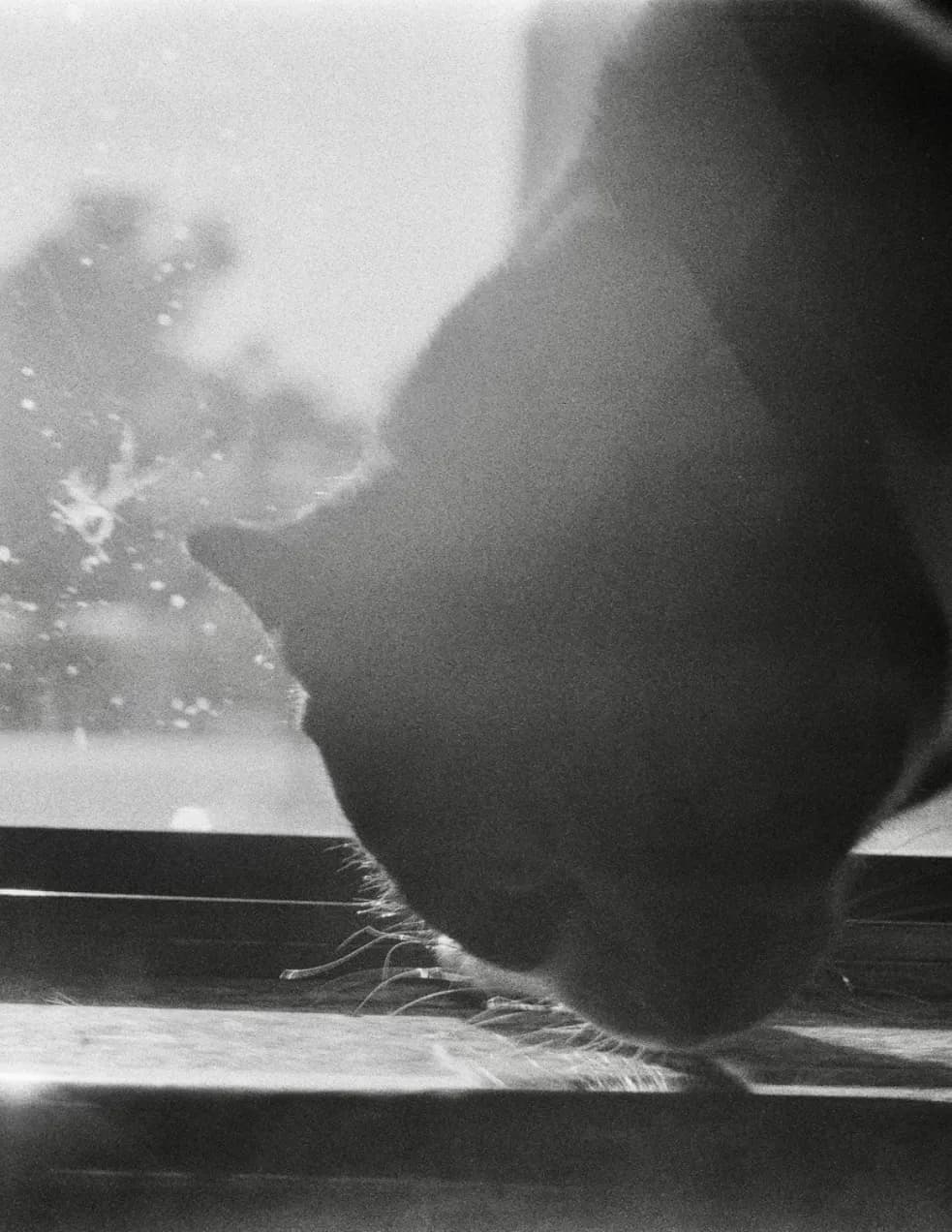jennifer peralta image