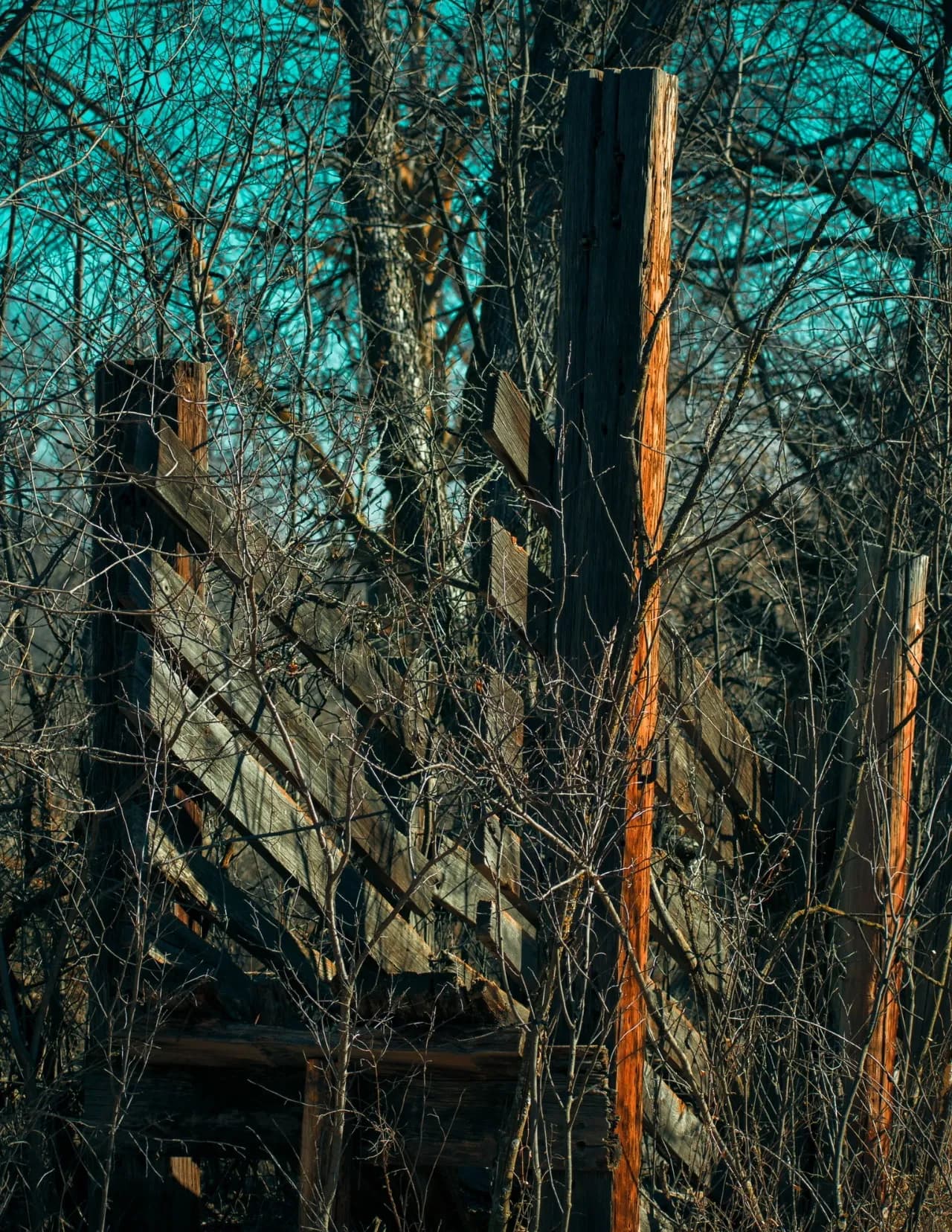 Framed By Haley image