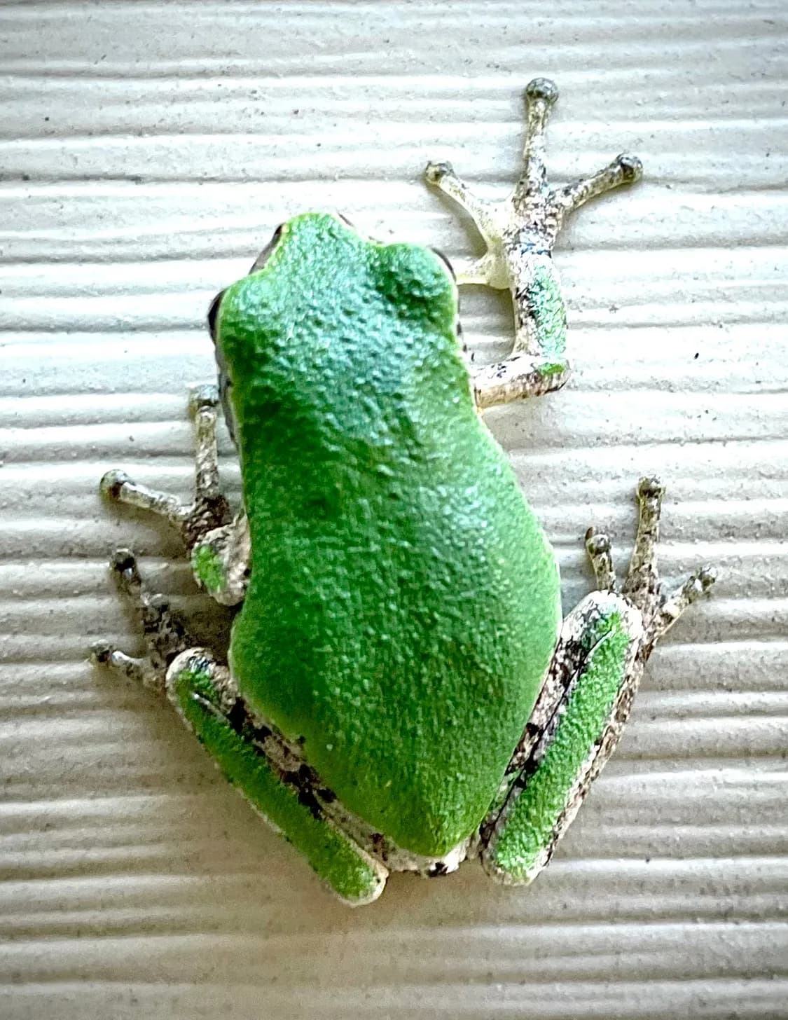 Sarah Hansen image