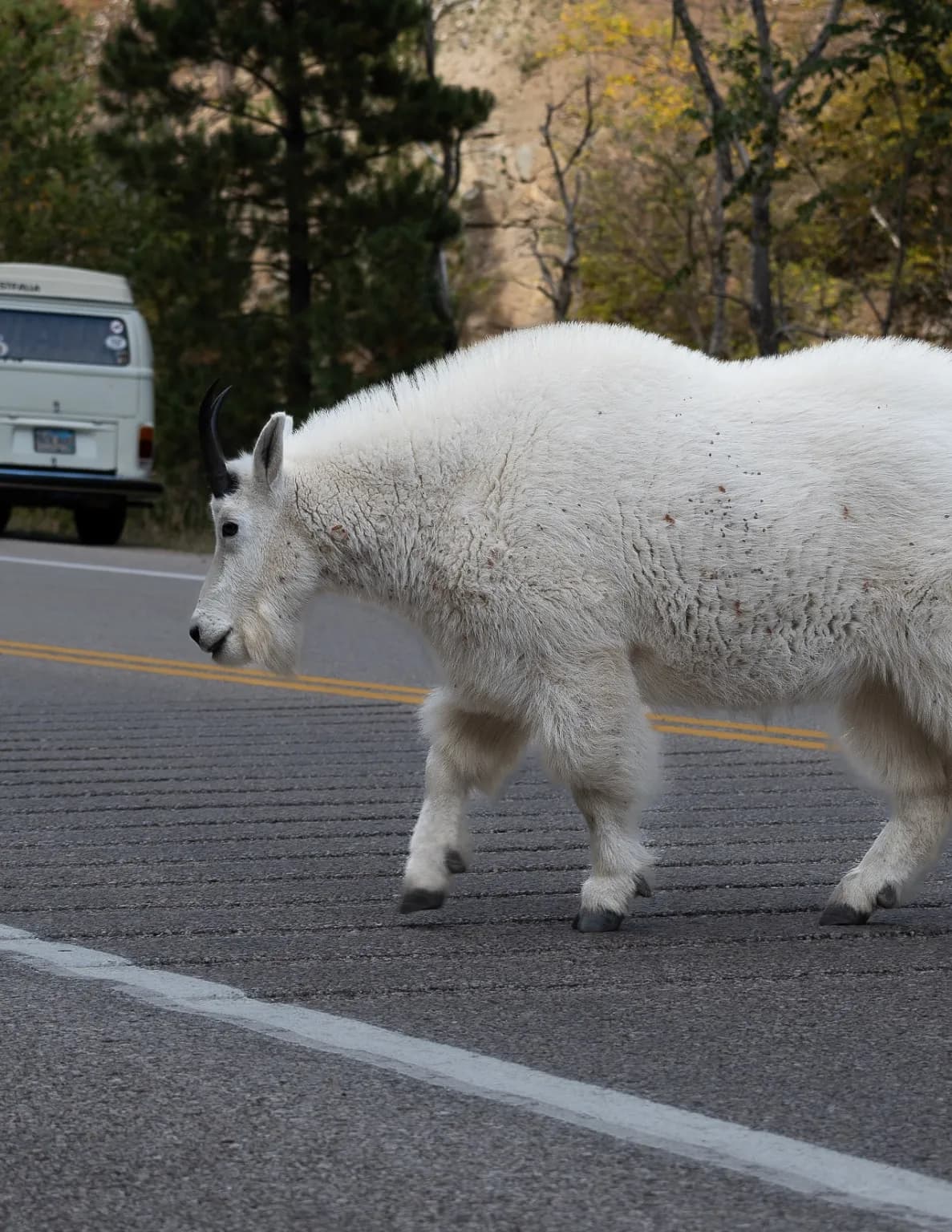 Black Hills Stills image