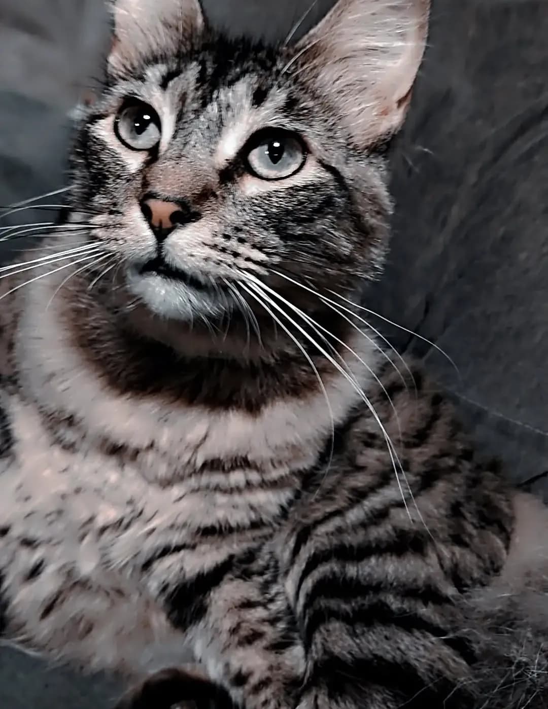 Lexi image