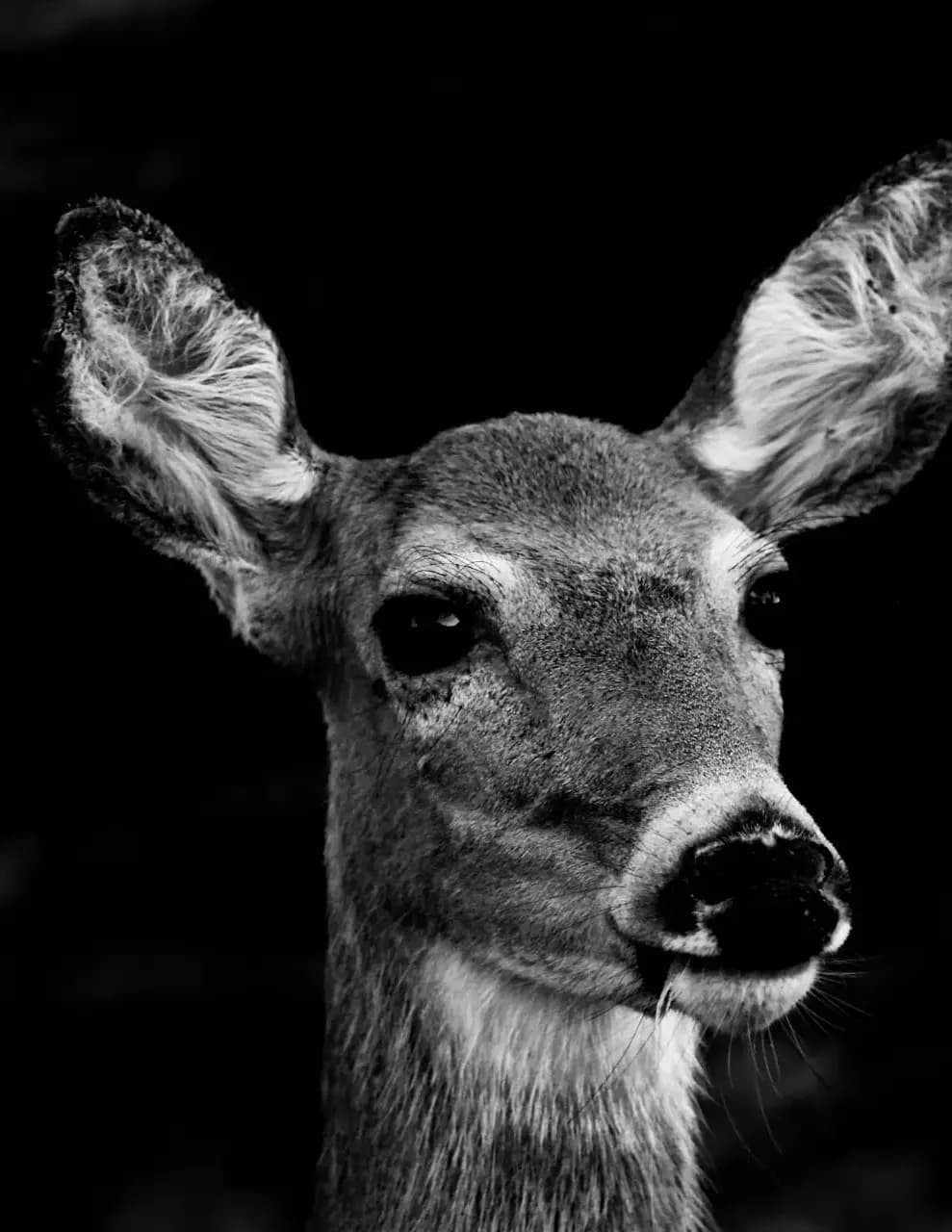 Scott Hamblen image