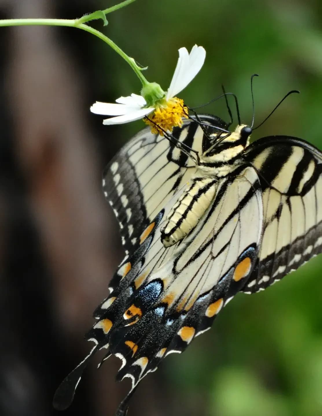 Donna Kniceley image