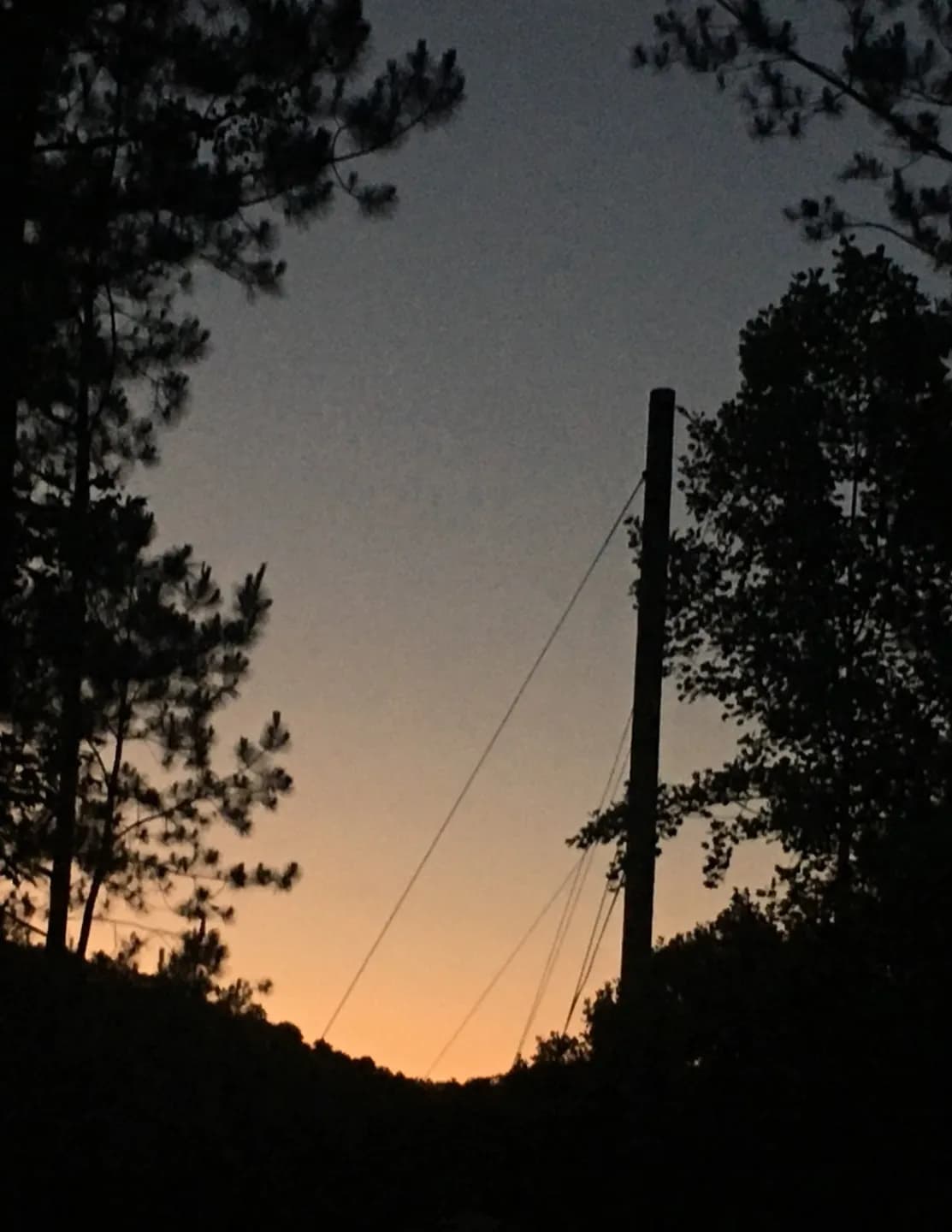 WildWoodSkies image