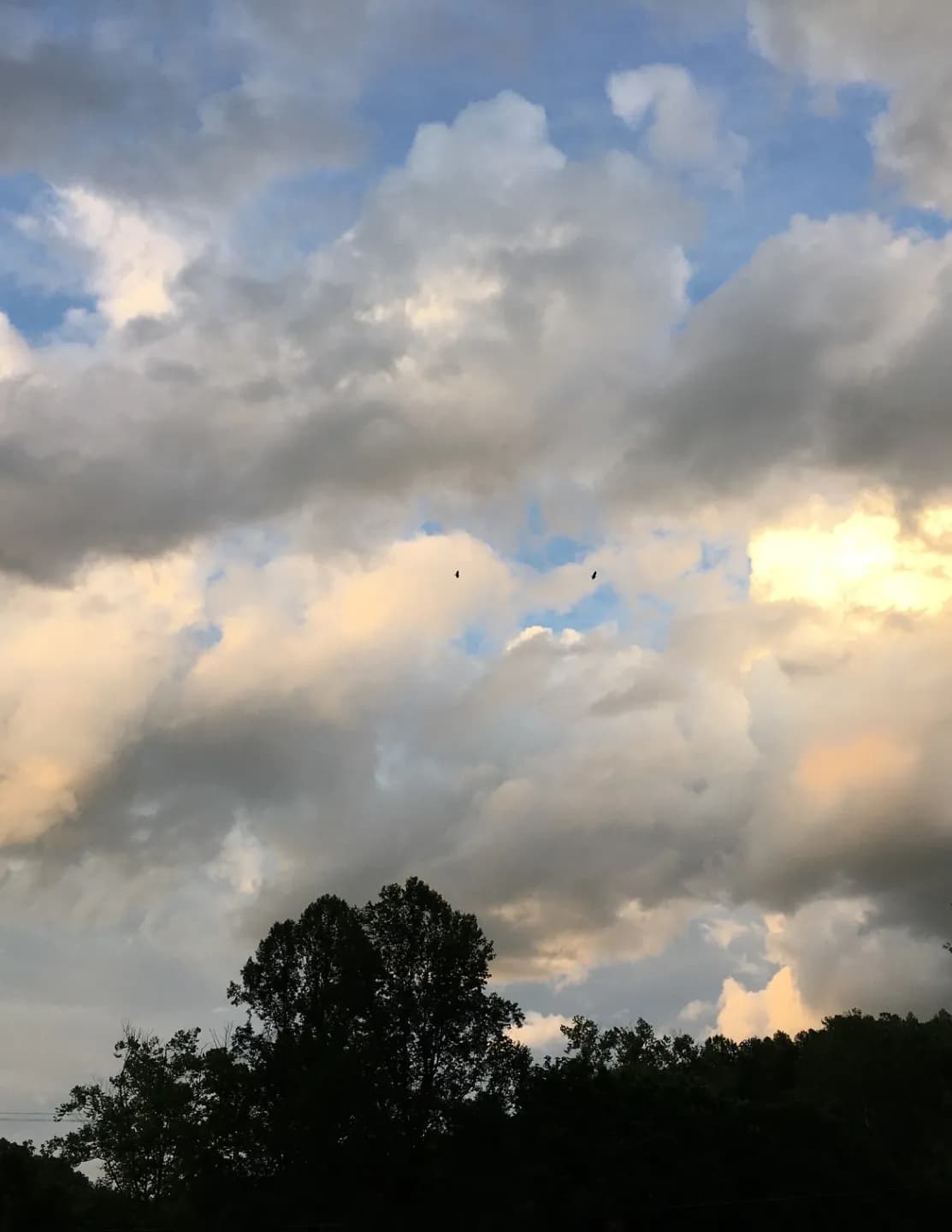WildWoodSkies image