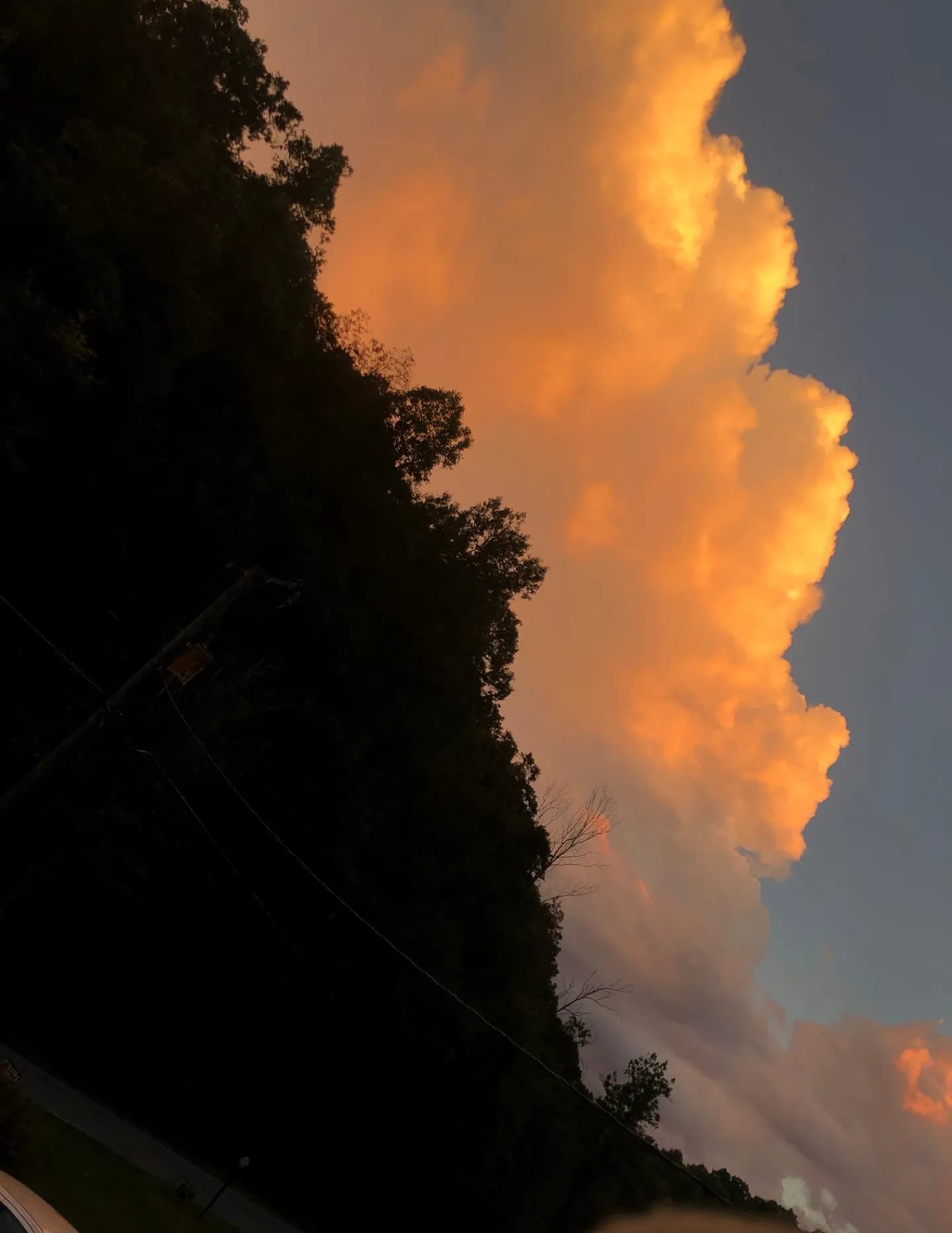 WildWoodSkies image