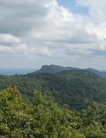 Wildcorn image