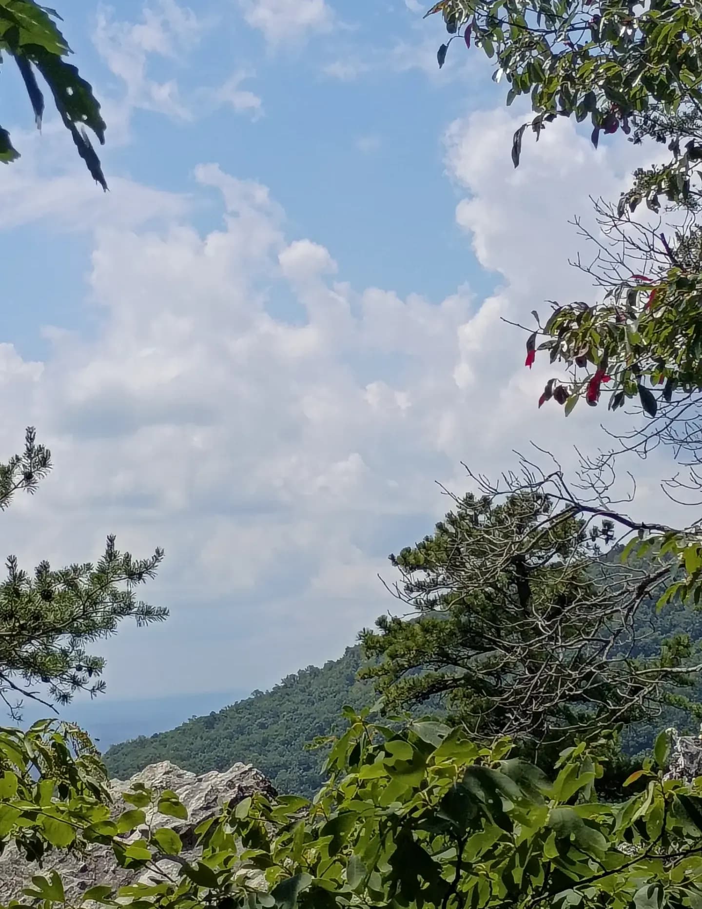 Wildcorn image