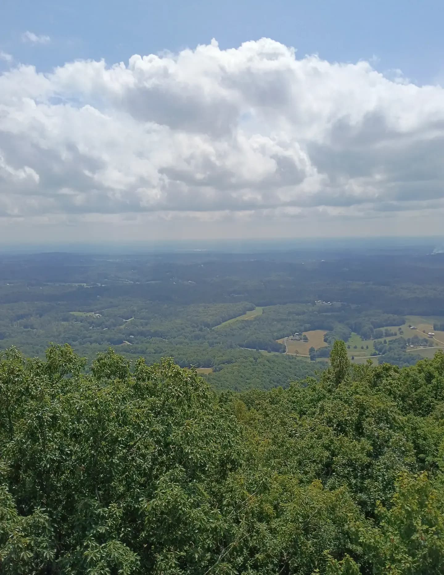 Wildcorn image