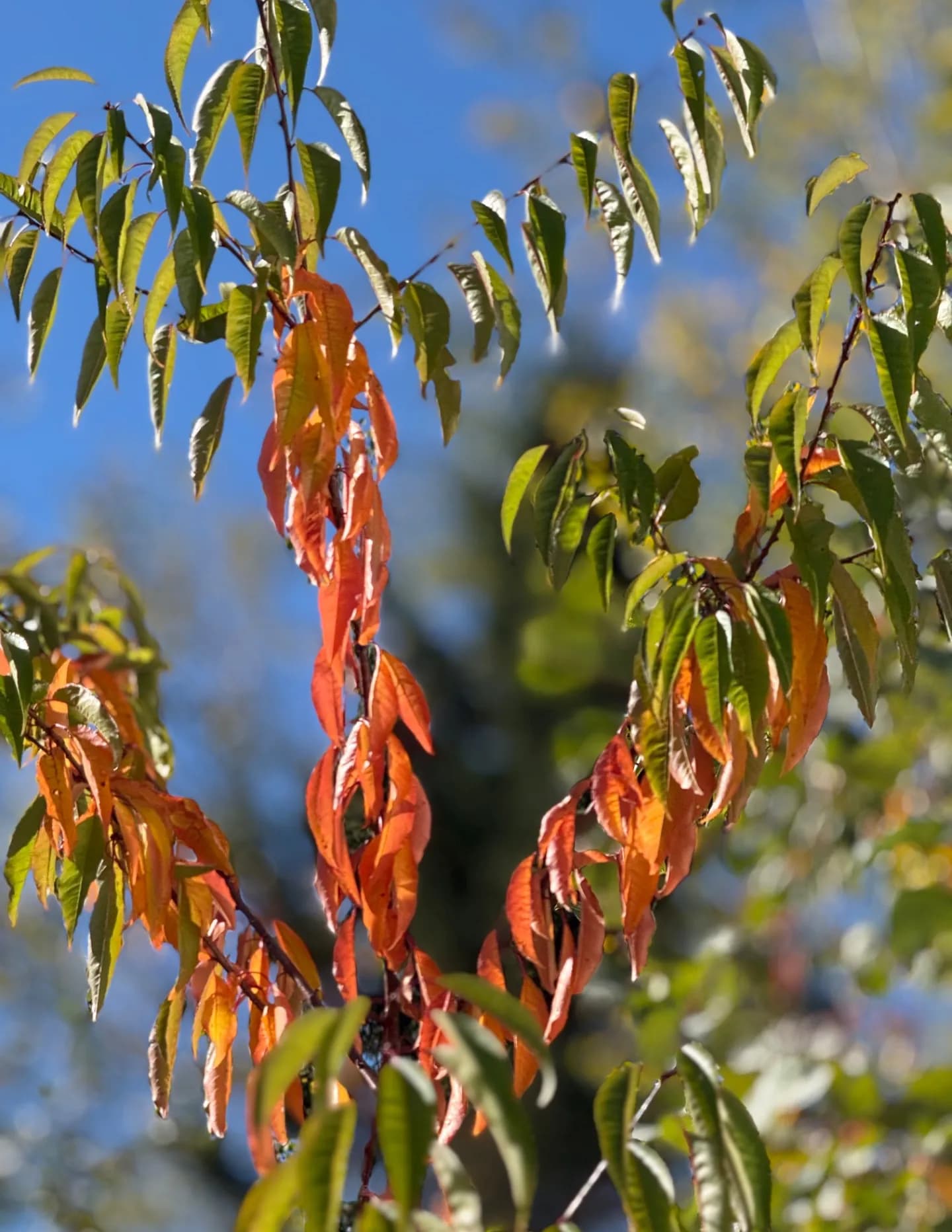 Thuettl image